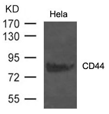 CD44 Antibody - Absci