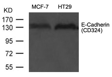 E-Cadherin(CD324) Antibody - Absci