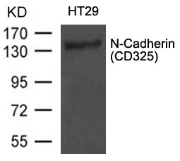 N-Cadherin(CD325) Antibody - Absci