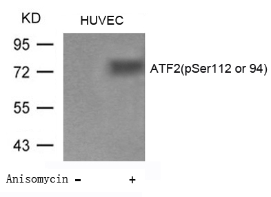 ATF2(Phospho-Ser112 or 94) Antibody - Absci