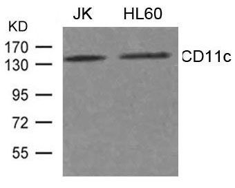 CD11c Antibody - Absci