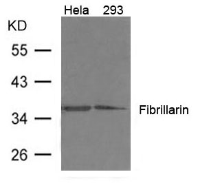 Fibrillarin Antibody - Absci