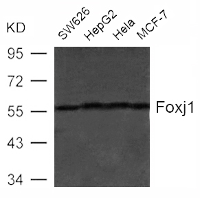 Foxj1(HFH4) Antibody - Absci