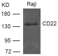 CD22 Antibody - Absci