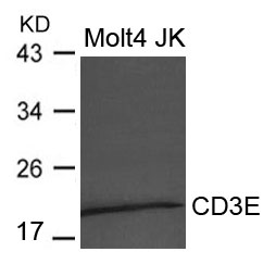 CD3E Antibody - Absci