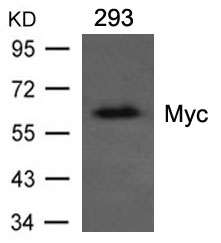 Myc Mouse Monoclnal Antibody - Absci