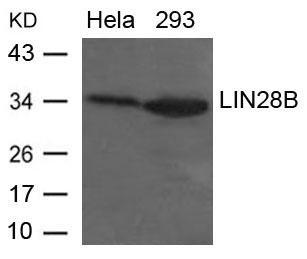 LIN28B Antibody - Absci