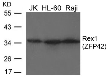 Rex1(ZFP42) Antibody - Absci