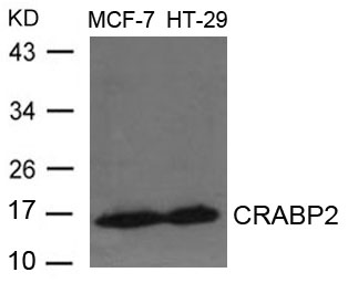 CRABP2 Antibody - Absci