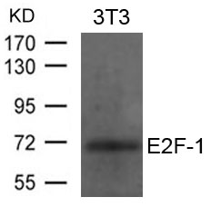 E2F-1 Antibody - Absci