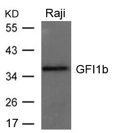 GFI1b Antibody - Absci