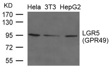 LGR5(GPR49) Antibody - Absci