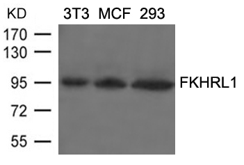 FKHRL1(Ab-253) Antibody - Absci