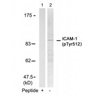 ICAM-1(Phospho-Tyr512) Antibody