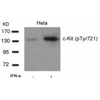 c-Kit(Phospho-Tyr721) Antibody