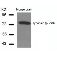 synapsin(Phospho-Ser9) Antibody