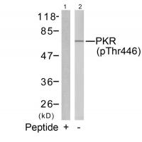 PKR(Phospho-Thr446) Antibody