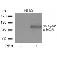 NFkB-p105(Phospho-Ser927) Antibody
