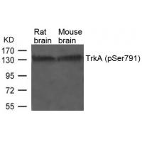 TrkA(Phospho-Ser791) Antibody