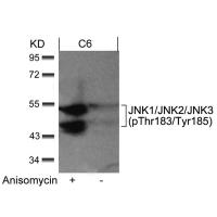 JNK1/JNK2/JNK3(phospho-Thr183/Tyr185) Antibody