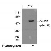 Cdc25B(Phospho-Ser149) Antibody