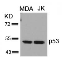 p53(Ab-15) Antibody