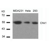 Chk1(Ab-317) Antibody