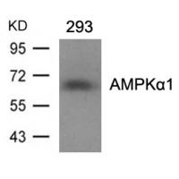 AMPKα1(Ab-496)Antibody