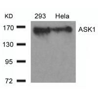 ASK1(Ab-966) Antibody