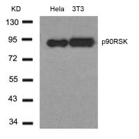 p90RSK(Ab-348) Antibody