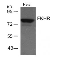 FKHR(Ab-256) Antibody