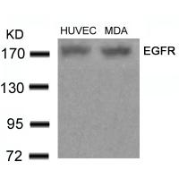 EGFR(Ab-678) Antibody