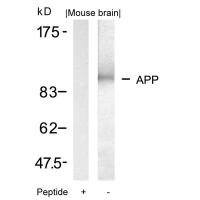 APP(Ab-668) Antibody