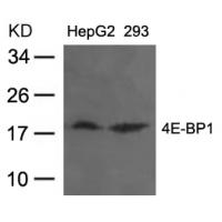 4E-BP1(Ab-37) Antibody