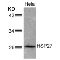 HSP27(Ab-78) Antibody