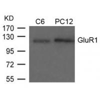 GluR1(Ab-849) Antibody