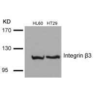 Integrin b3(Ab-785) Antibody