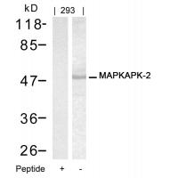 MAPKAPK-2(Ab-334) Antibody