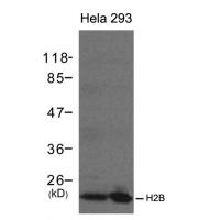 H2B Antibody