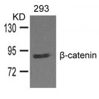 b-catenin Antibody