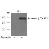 β-catenin(phospho-Tyr333) Antibody