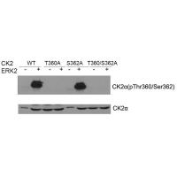 CK2a Antibody