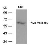 PKM1 Antibody