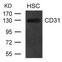 CD31(PECAM1) Antibody