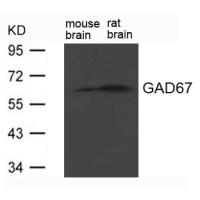 GAD67(GAD1) Antibody