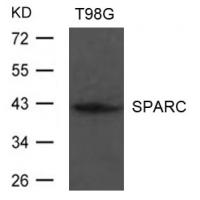 SPARC Antibody