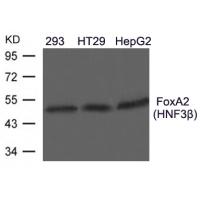 FoxA2(HNF3b) Antibody