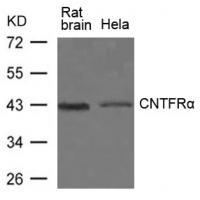 CNTFRa Antibody