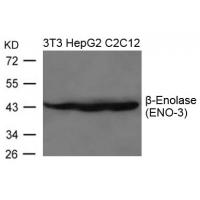 b-Enolase(ENO-3) Antibody