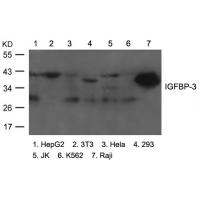 IGFBP-3 Antibody